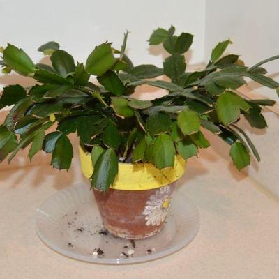 Christmas Catus 