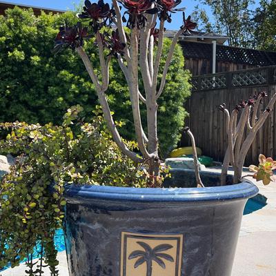 Potted Succulent, Blue And White Pot