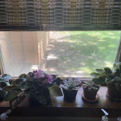 plants