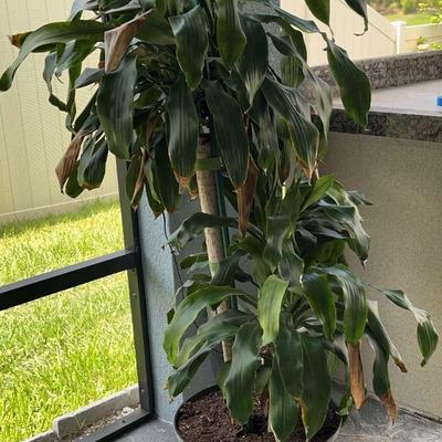 Live Potted Corn Plant
