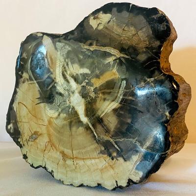 Polished Petrified Wood Slice
