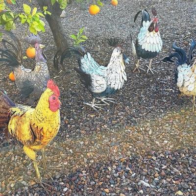 Yard Full Of Chicken And Roosters 