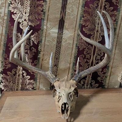 Authentic 8 Point Deer Skull - No Shipping Available Pick Up Only
