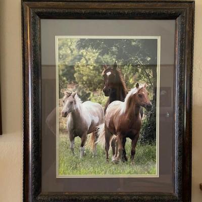 Horses 
