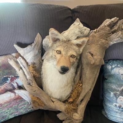 Coyote 
