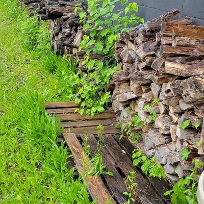 Firewood - First Pick