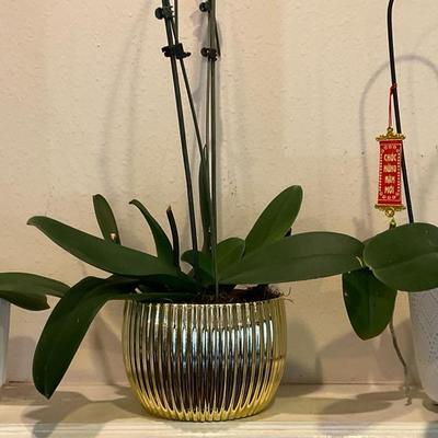 Three Orchid Friends