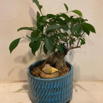 Bonsai Tree 