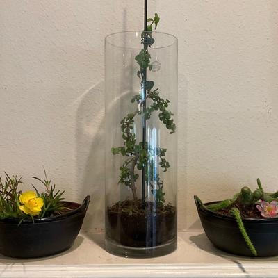Group Of Three Plants