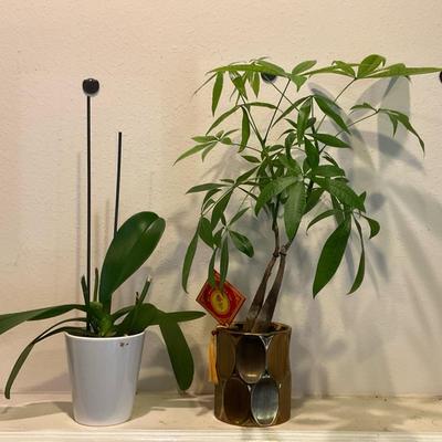 Group Of Two Plants