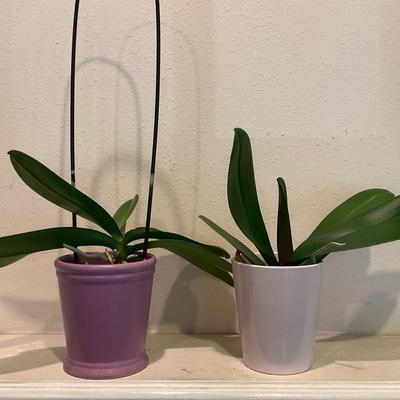 Two Orchids