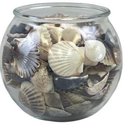 Coastal Sea Shell Collection In Glass Vase