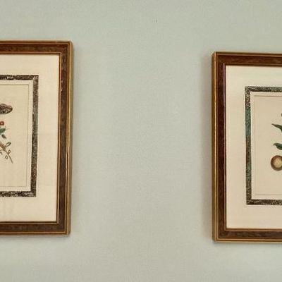 Pair of antique Maria Sibylla Merian Metamorphosis Insectorum Surinamensium prints