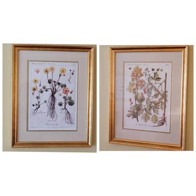 Pair Of Framed And Matted Floral Prints 15" X 19"