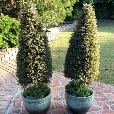 Planters With Small Artificial Trees