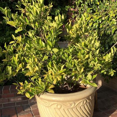 LARGE planter And Plant