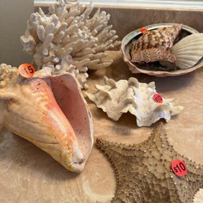 Large beautiful natural seashell collection