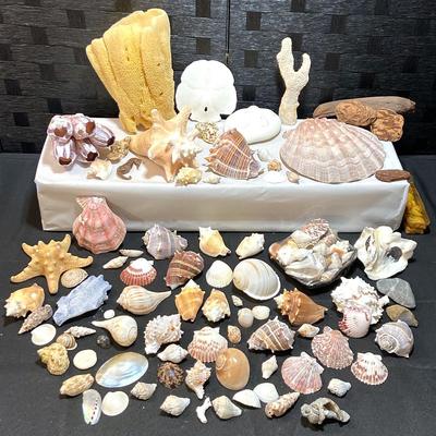 Shells! Corals, Mollusks, Large Barnacles, Sand Dollars, Clamshells 