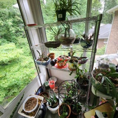 houseplants