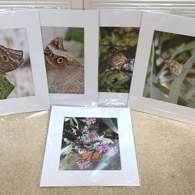 Butterfly Photography