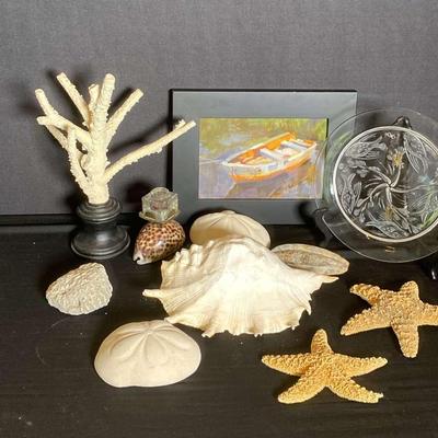 Sea Shells And Coral 