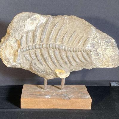 Fish Fossil 