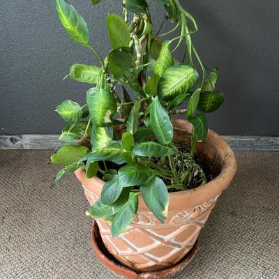 Golden Pothos Potted Houseplant 