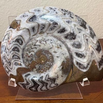 Polished Ammonite Fossil
