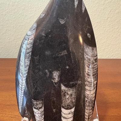 Large Polished Piece of Orthoceras Fossils
