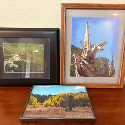 Trio of Framed Photography Pieces