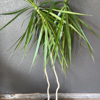 Live Dragon Tree