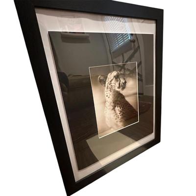 Sale Photo Thumbnail #209: Cheetah framed photograph 9x7 in a 16x20" frame by Nick Brandt