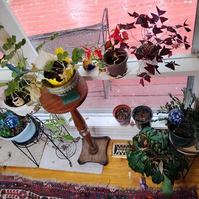 Plants And Stands