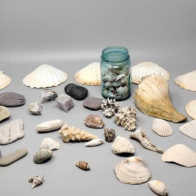 Seashells And Rocks 