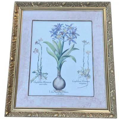 Lilio Narcissus Botanical Print by Engraver Basilius Besler