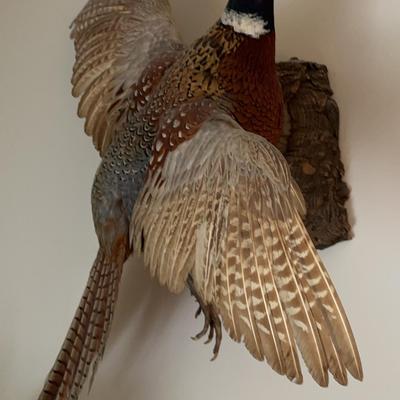 Taxidermyed Pheasant Mount