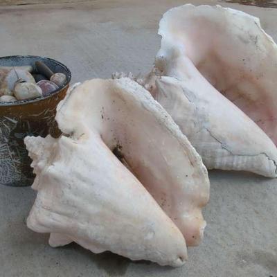 2  Big 10" Conch Shells And A Bucket Of River Rock