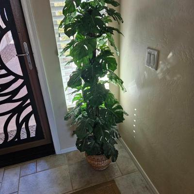Plant