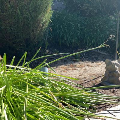 Garden Statues
