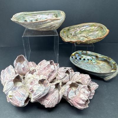 Display Shells/Coral(Online)
