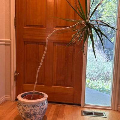 Plant in pot (Online) 