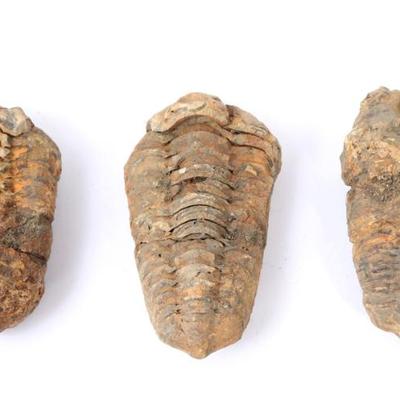 Lot 308 three ancient trilobite fossils