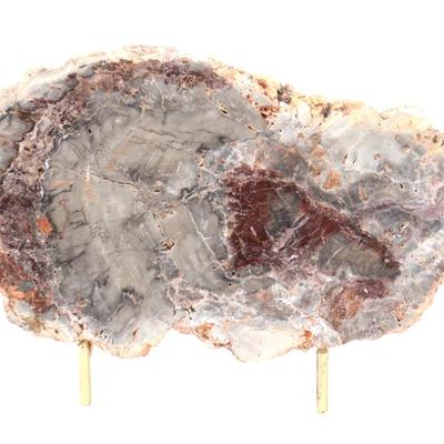 Lot 305 wonderful section of ancient petrified wood