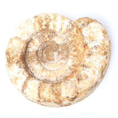 Lot 225 large ammonite fossil