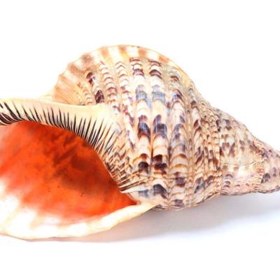 Lot 223 wonderful seventeen inch long triton conch shell
