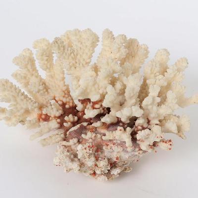 Sale Photo Thumbnail #293: Lot 293 fine section of white coral