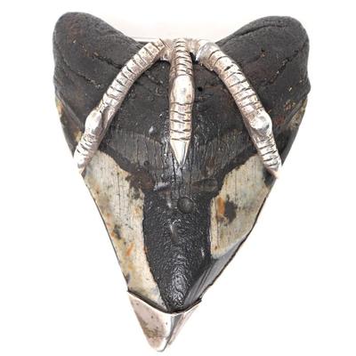 Lot 222 native american belt buckle megalodon tooth