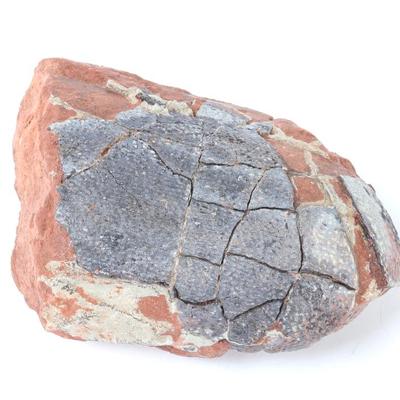 Lot 302 fossilized dinosaur egg cretaceous period