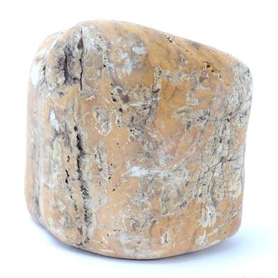 Lot 300 fossilized petrified wood section