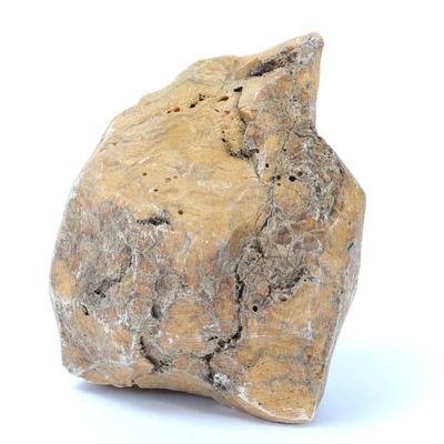 Lot 298 ancient fossilized wood section